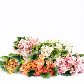 Flores especiales (50 tallos y follaje por $380)