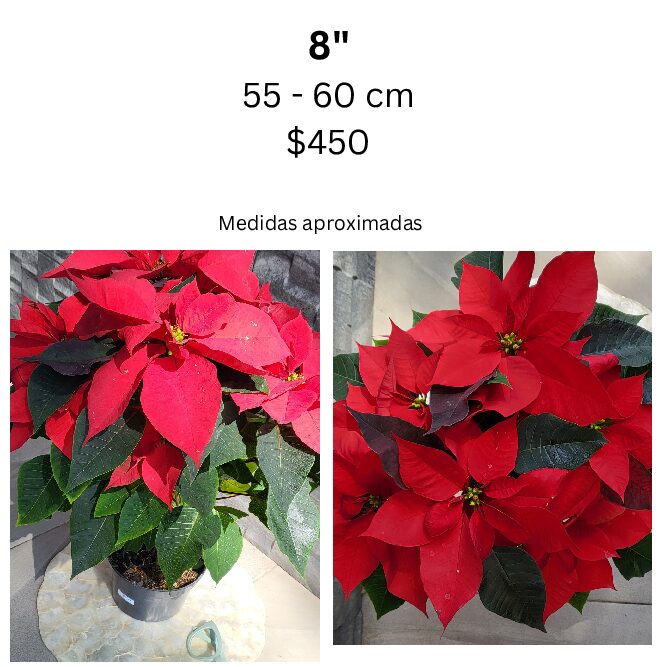 Nochebuena extra grande - 8"