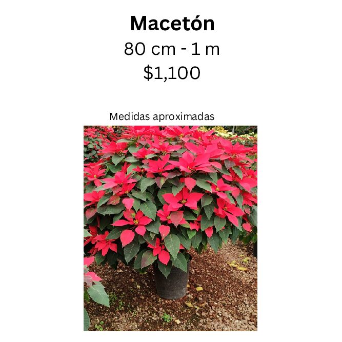 Macetón Nochebuena
