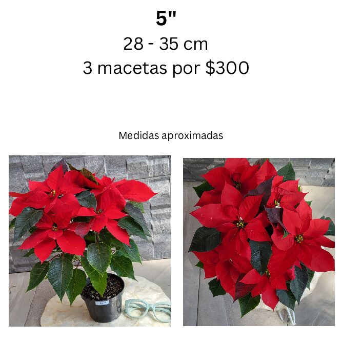 Nochebuena mediana 5"
