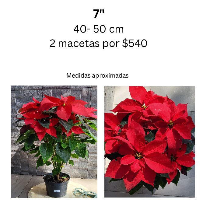 Nochebuena grande plus- 7"