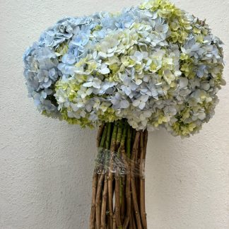 Hortensias (4 manojos)