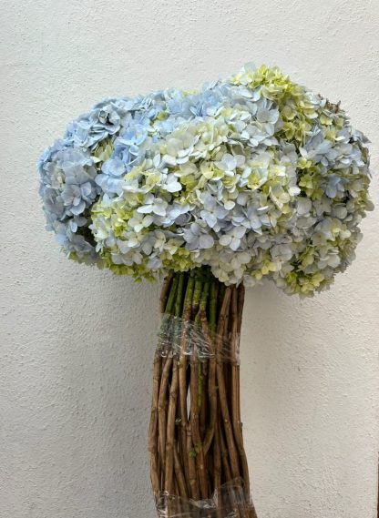 Hortensias (4 manojos)