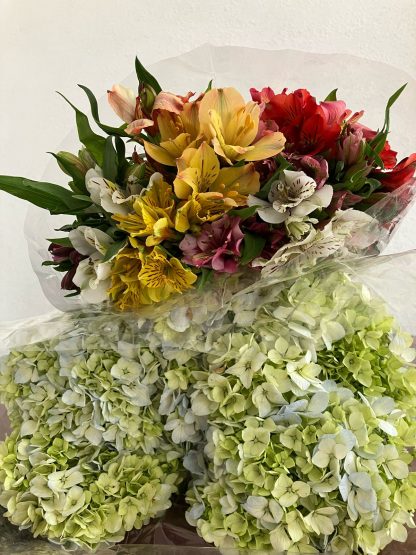 Hortensias y Astromelia (2 manojos de cada una)