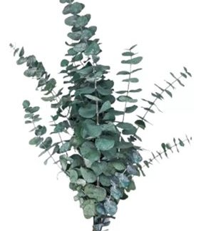 Dólar (eucalipto) 10 varas